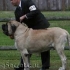 Komentář ke standardu bullmastiff